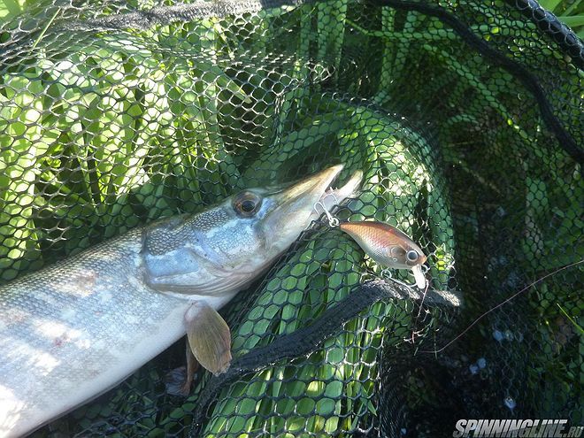 Изображение 3 : Рыбалка  на малых реках Чувашии